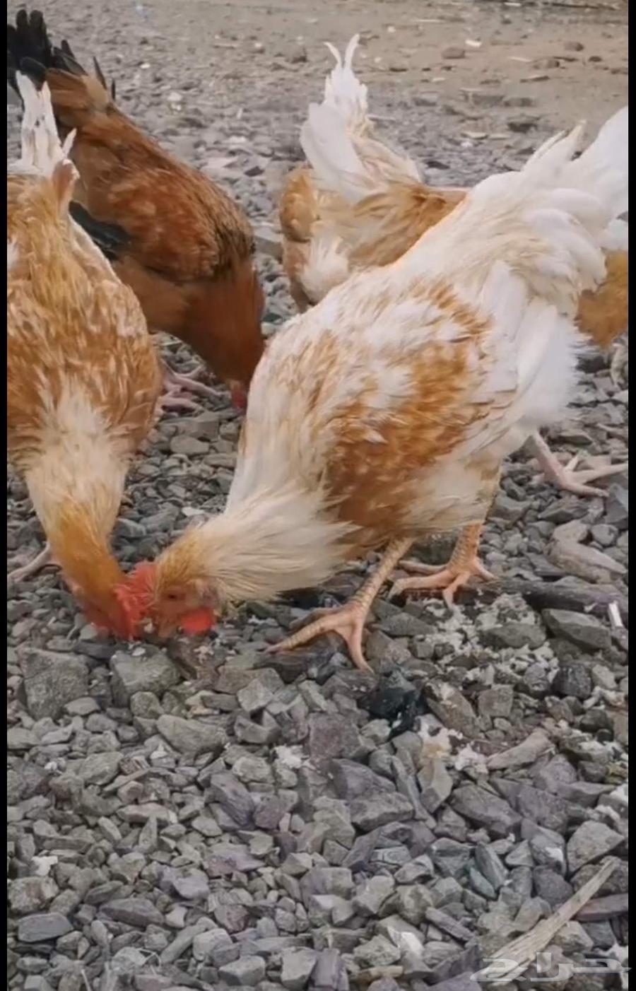 ديوك لوهمان بروان64361151032835112