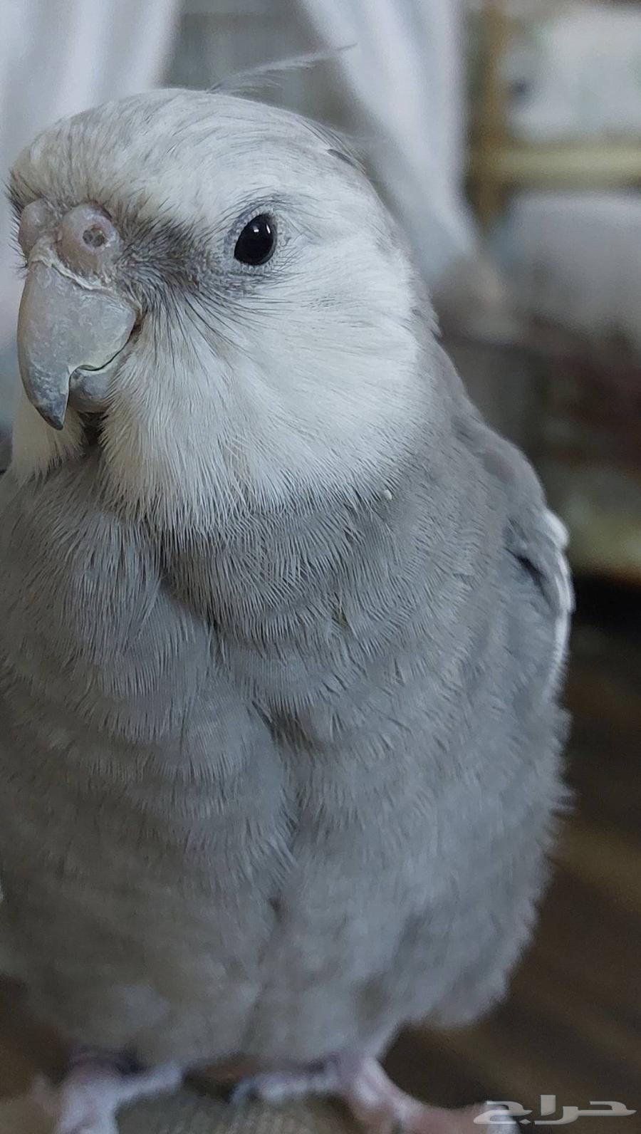 ذكر كروان أليف64361862388353110