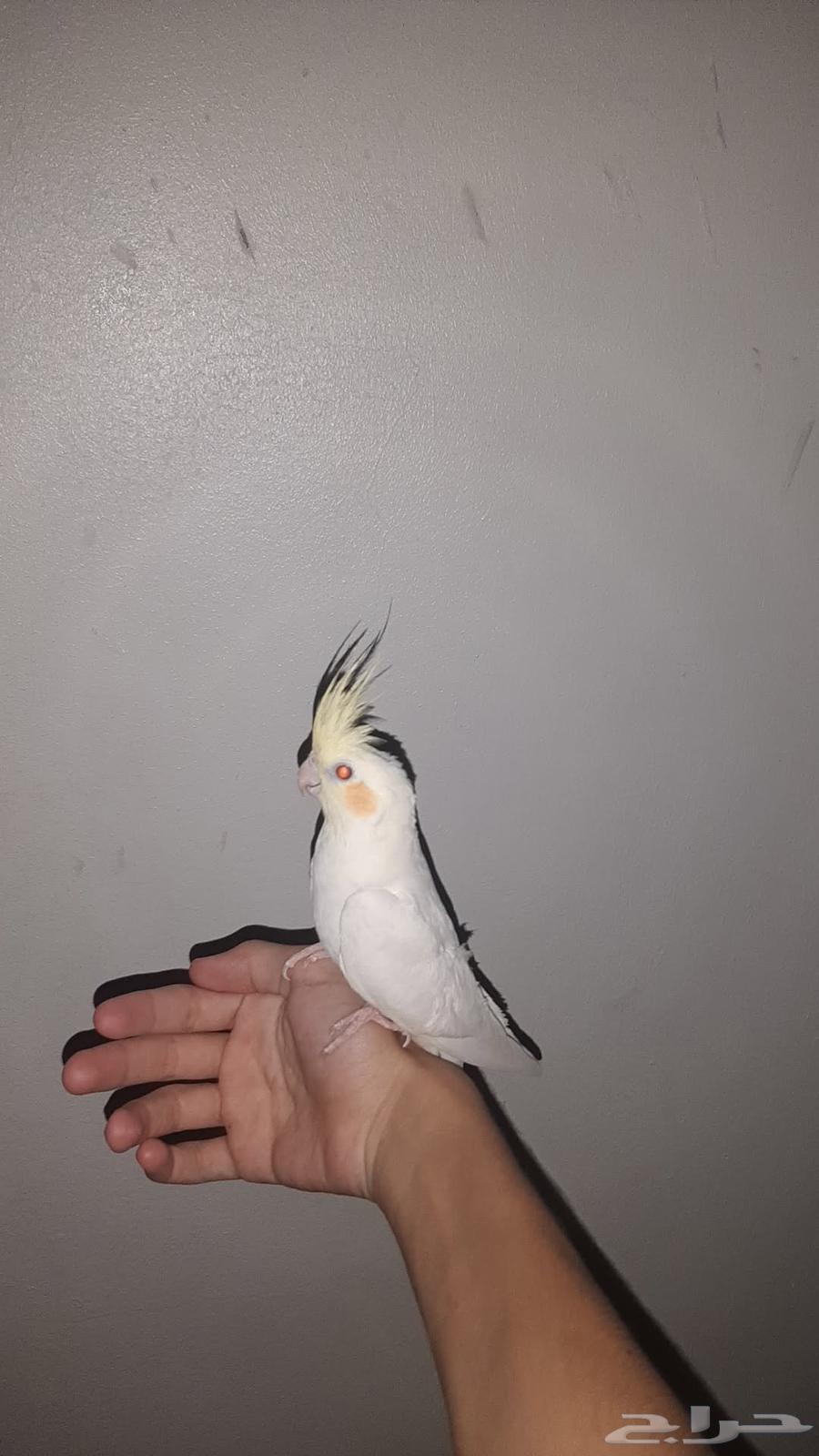 كروان اليف ومتكلم64362423798787111