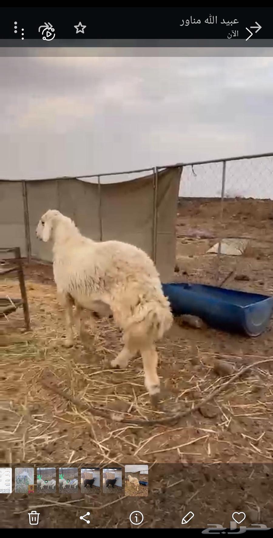 خروف فحل طيب64361877405185110