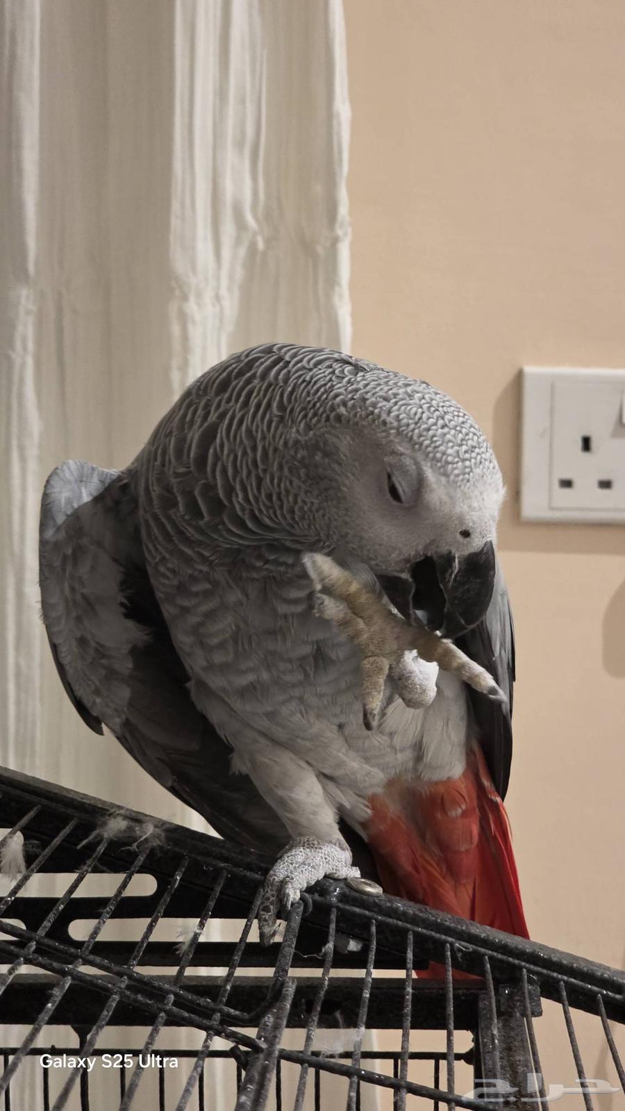 ببغاء أليف كاسكو متكلم64356106957058113