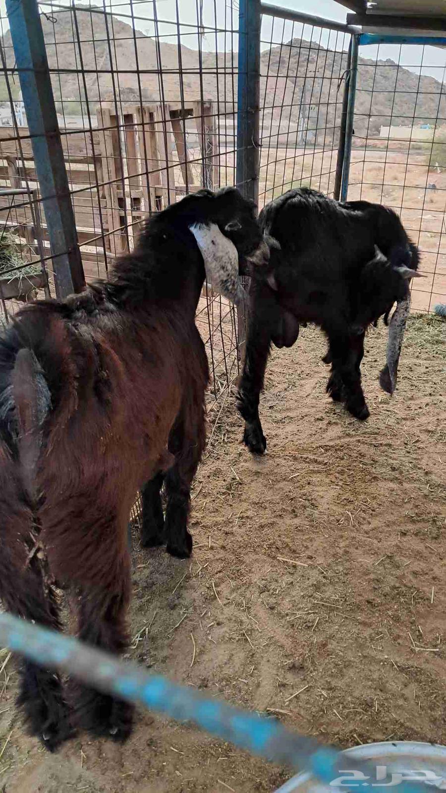 للبيع تيوس وجفار نضاف وشحم64357202439043110