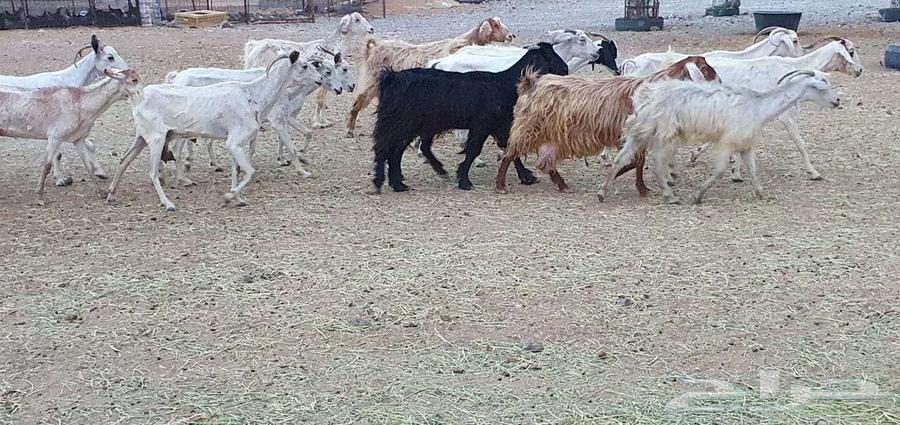 Free-range sheep and healthy, conditioned mountain goats64360870732674111