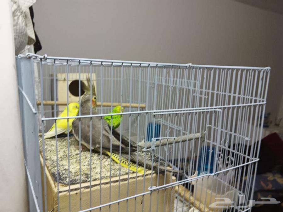 للبيع كروان واثنين طيور حب64359633159811111