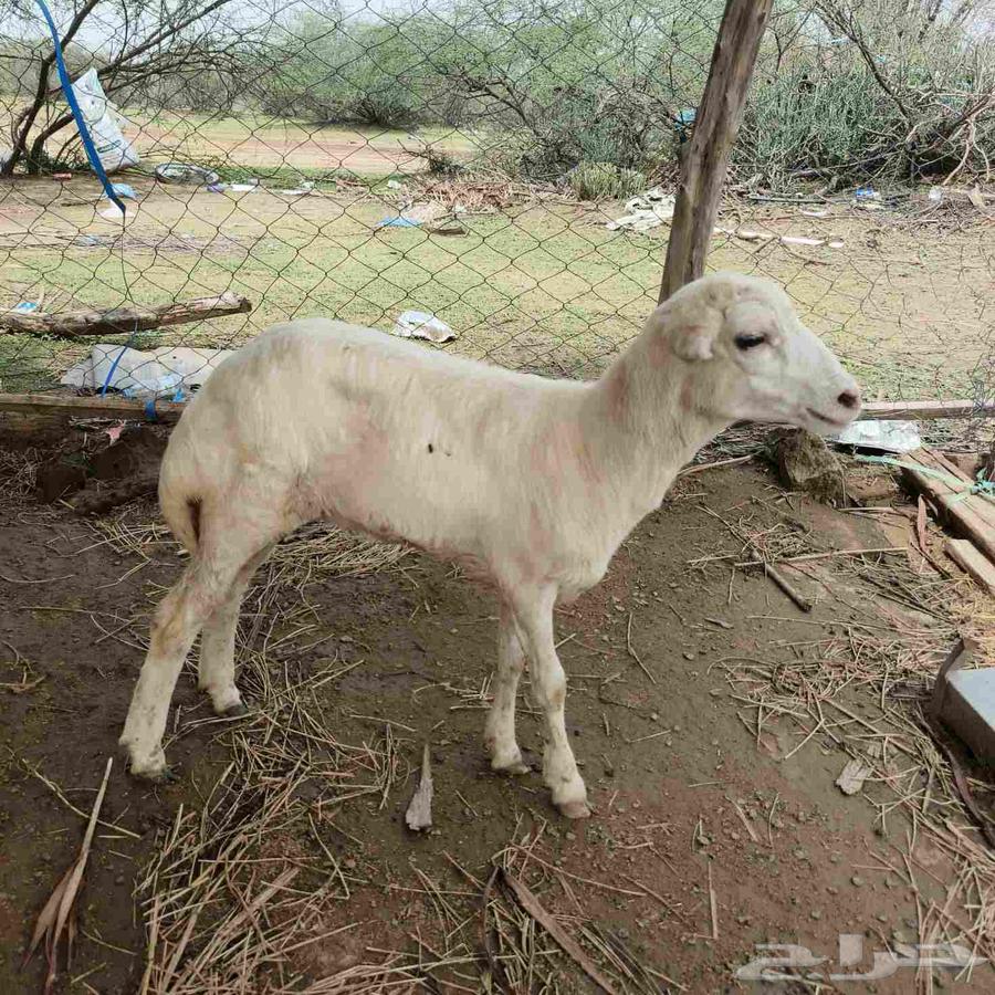 رحل للبيع 65064497537460355110