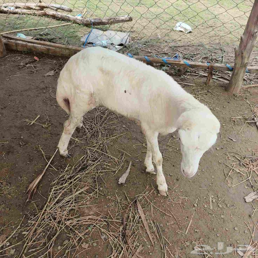 رحل للبيع 65064497537460355111