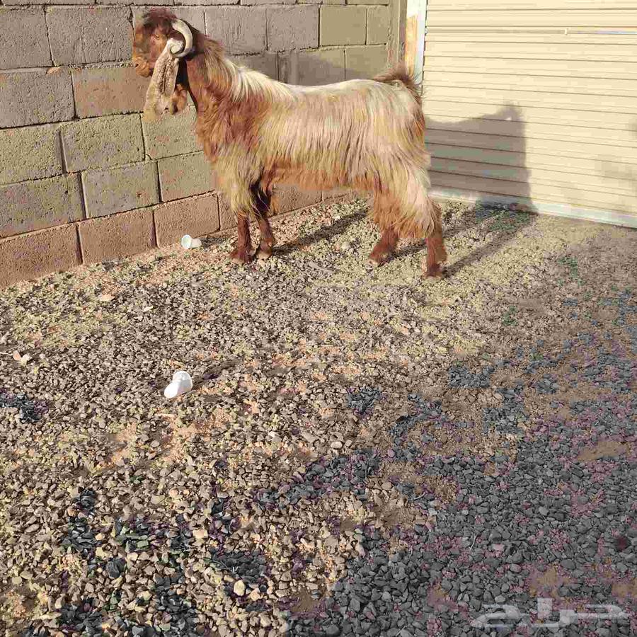 Male goat, yellow color, folded horns, with condition, healthy from all virgins64356953185282112