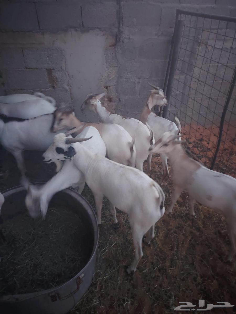 لدينا تيوس صوماليه مرابي64359174621314110