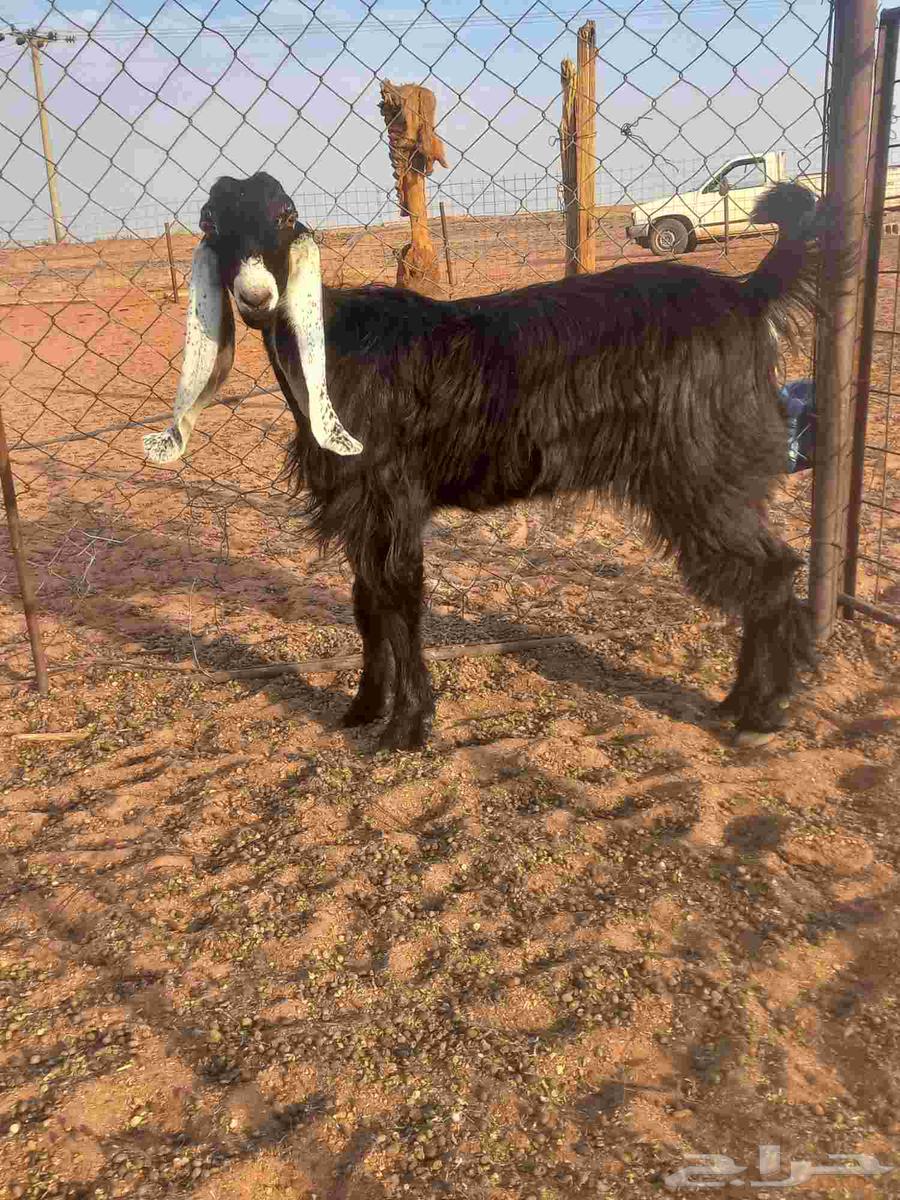 للبيع جفرة عارضيه64359951923331112