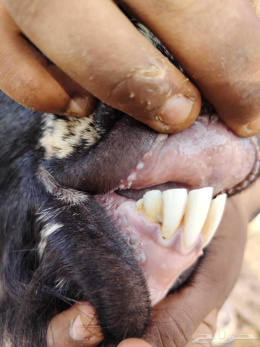 تيس فحل للبيع64357217864450113