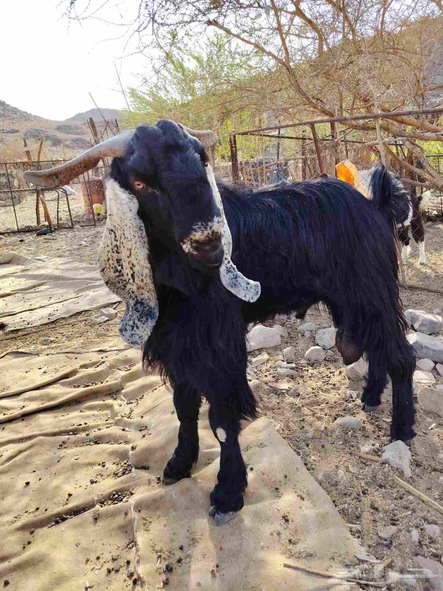 تيس فحل للبيع64357217864450110