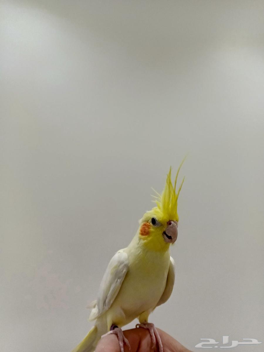 كروان لاتينو اليف64359474520707111