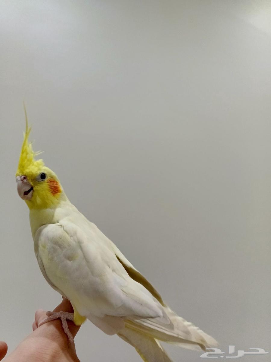 كروان لاتينو اليف64359474520707112