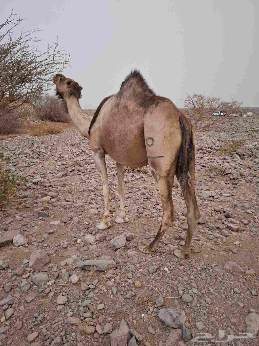 نياق للبيع ماشاء الله تبارك الله خوات بعض64351153837953110