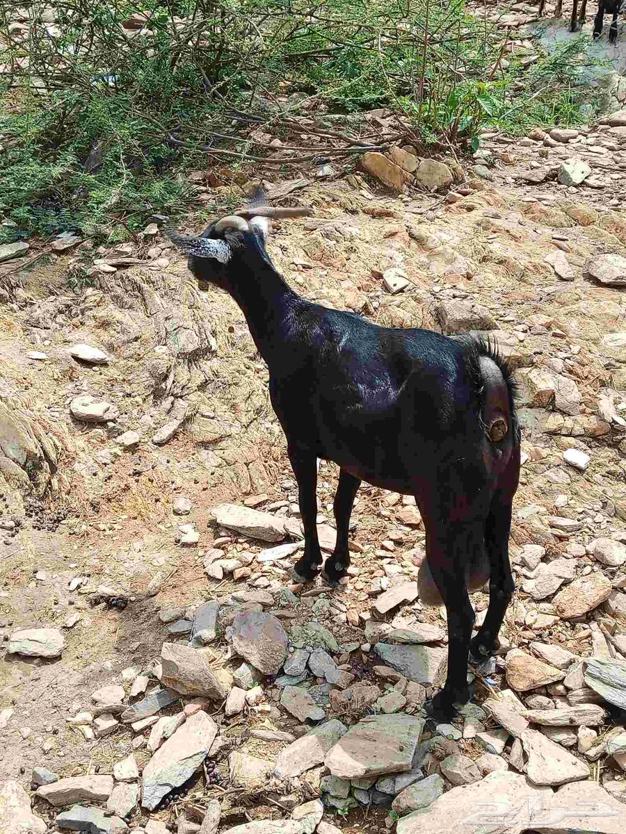 عنز للبيع64356733826049110