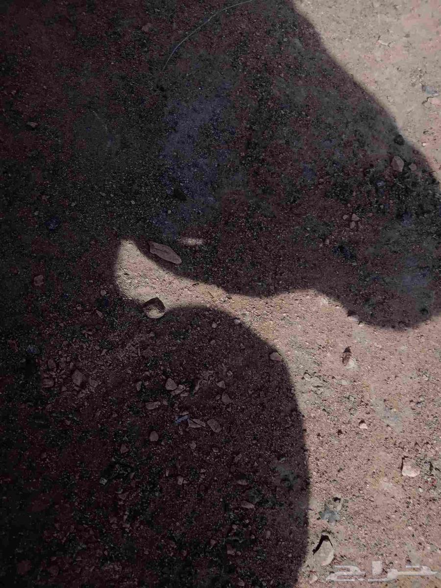 بكت بوكلين 220للبيع لاعلي سع64496599186434111