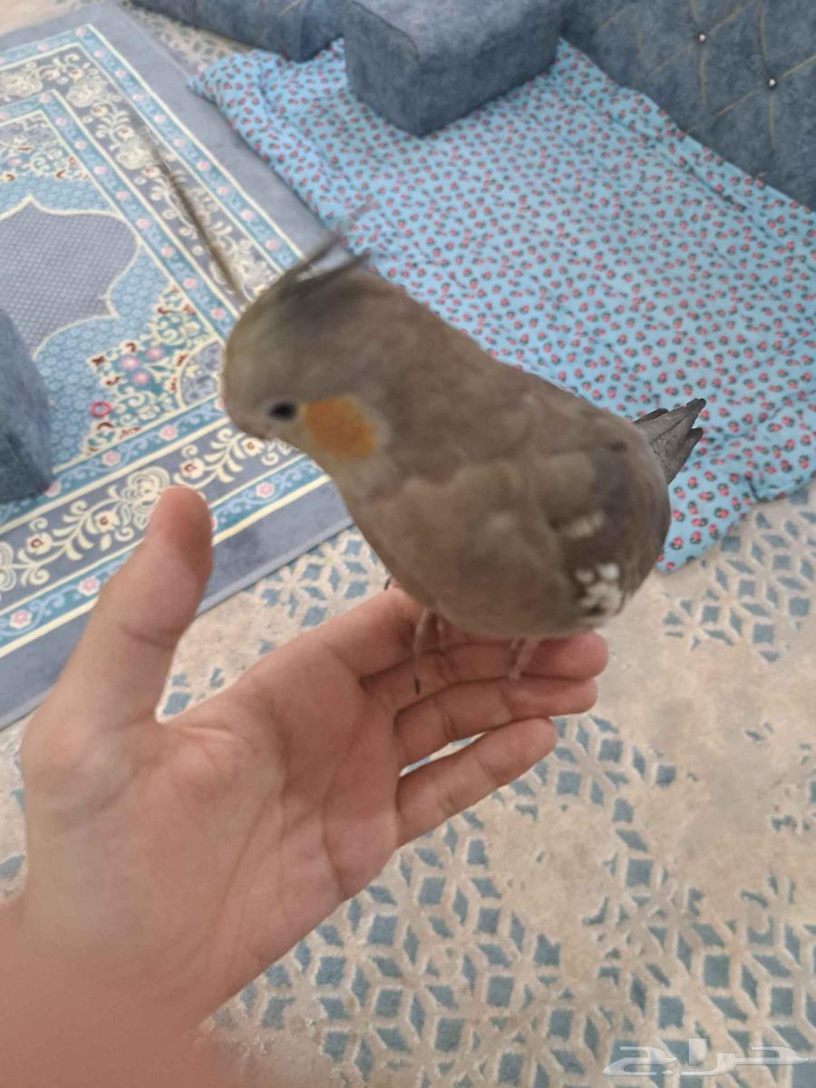 كروان كوكتيل عمره 7اشهر أليف مع القفص64357556804867111