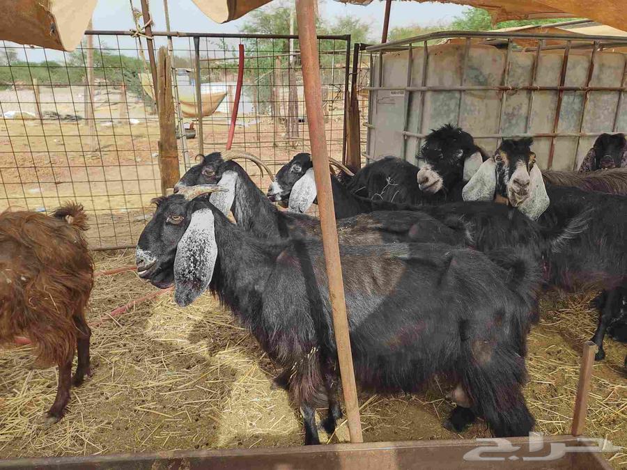 Goat with 8 symptoms64355479379843113