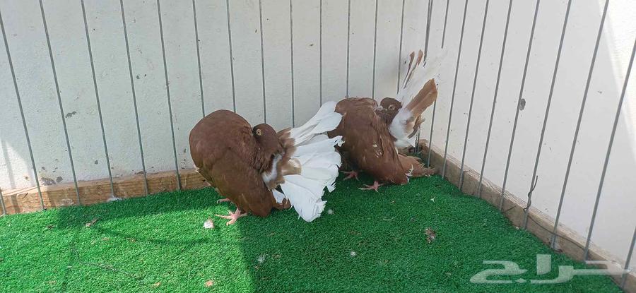 شماسي فانتيل64353957354626110