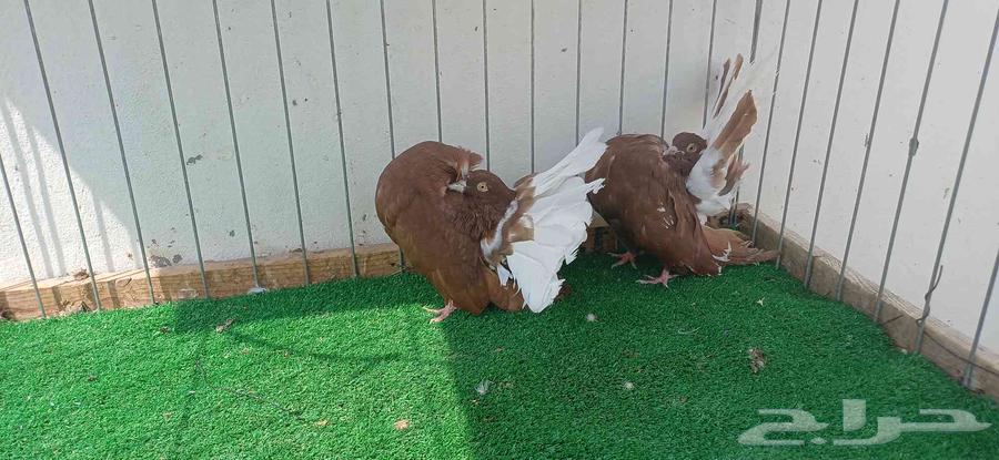 شماسي فانتيل64353957354626111