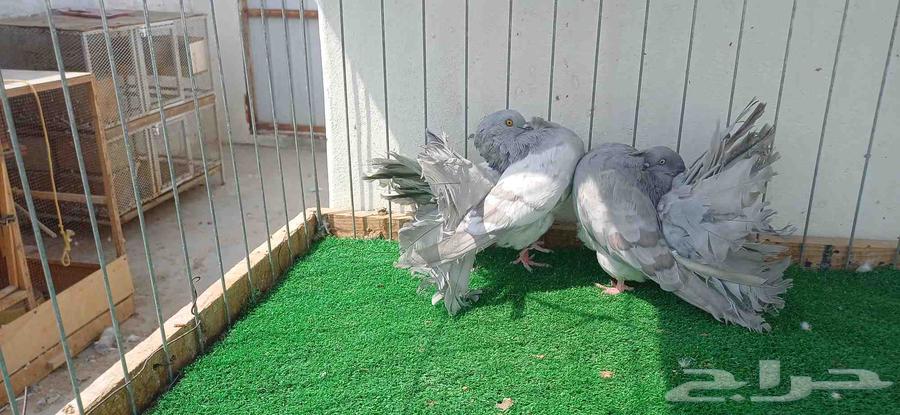 شماسي فانتيل64353957354626114