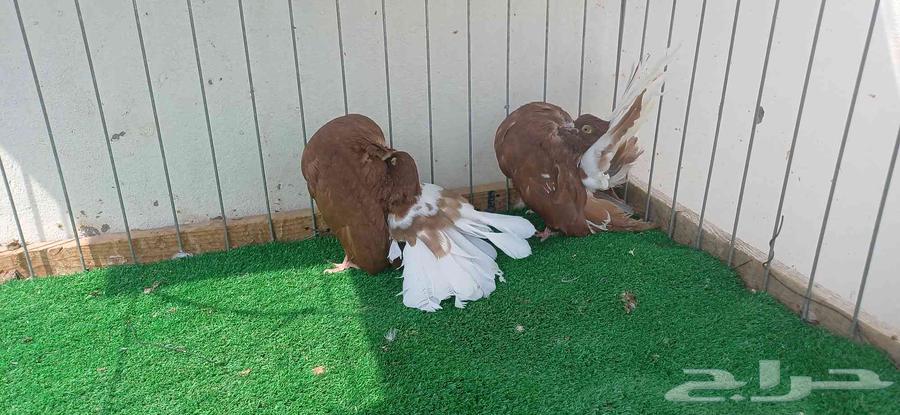 شماسي فانتيل64353957354626112