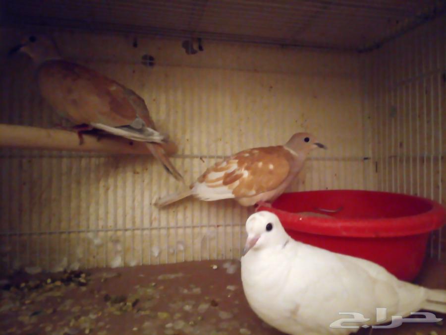 يمام هولندي64352412080514111