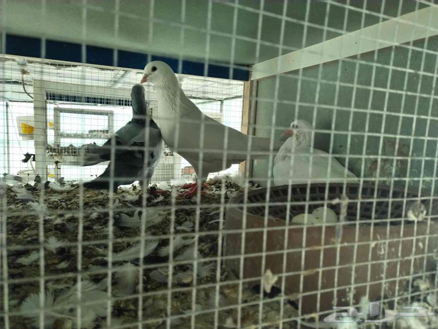 French white, silver, and blue rooster, one year old, product age one year, 65 nuts64356063023617111