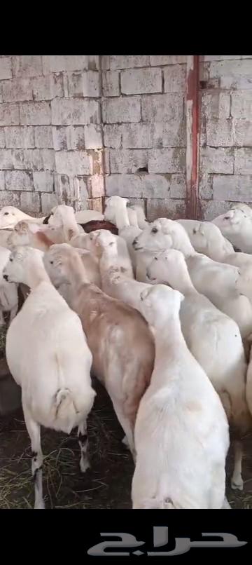 ضان رفيديات قرايب 50 المدفوء عليها من 700 ريال64360812451715111