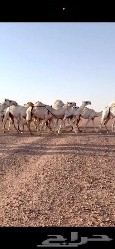 نياق للبيع64358929075969110