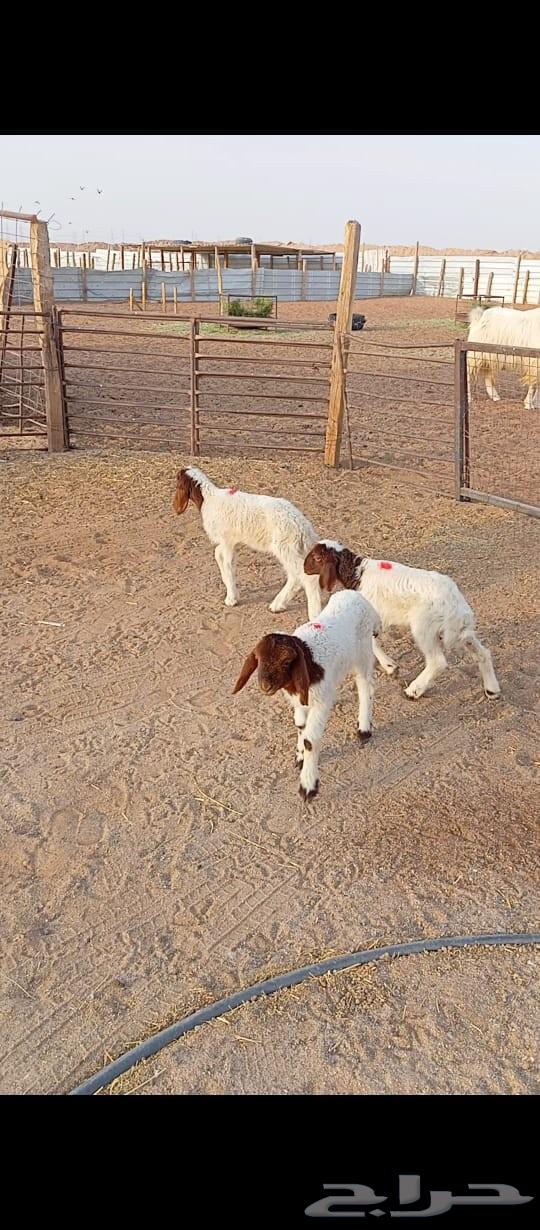 دواغير نعيم64354474906882113