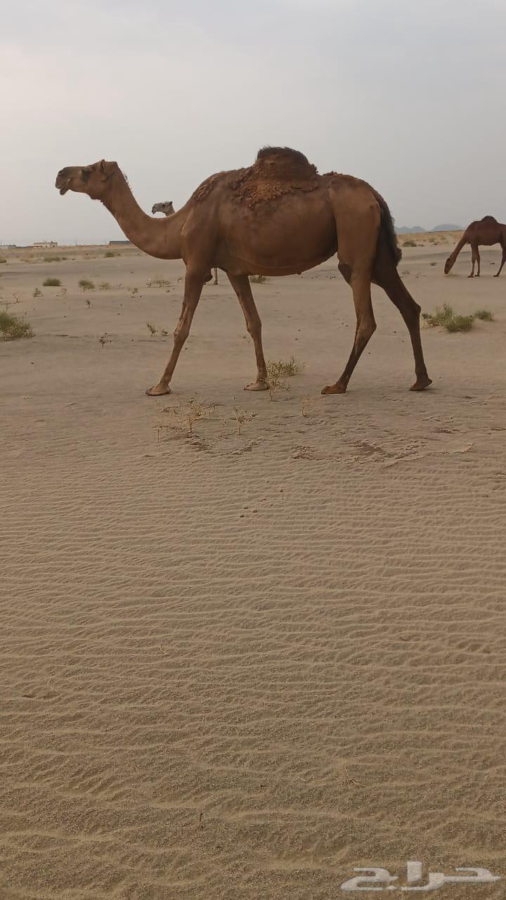 ناقتين حمر عوادي من 3800 تم البيع64360521431299110