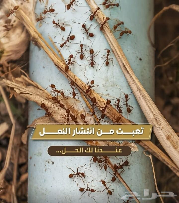 Pest Control Company, Pesticide Spraying, Cockroach, Difan Pesticide63617354024961111