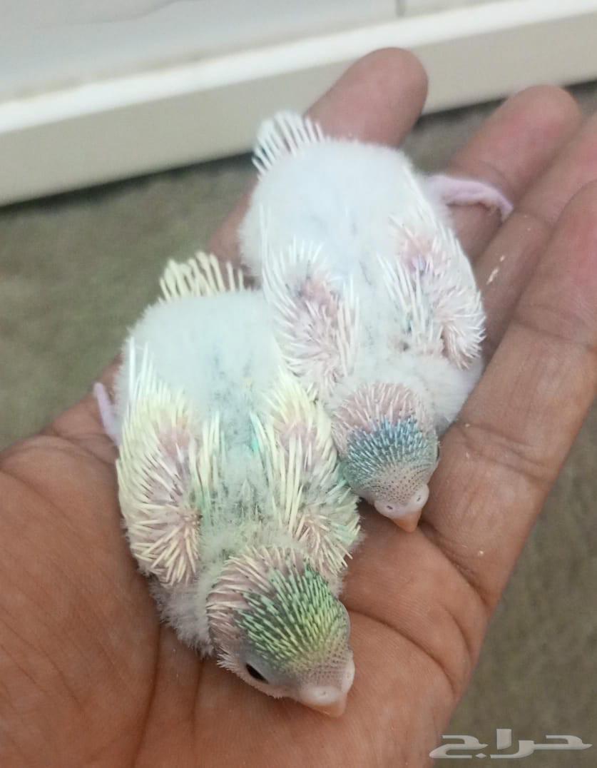 للبيع فرخ بادجي طيور الحب الواحد 50ريال64348993367426110