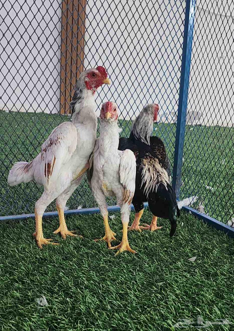 كوشامو قزم _ تم البيع64359030137090114