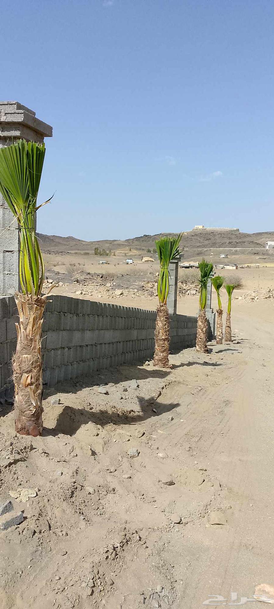 نخل للبيع مكه جده64355053515905114