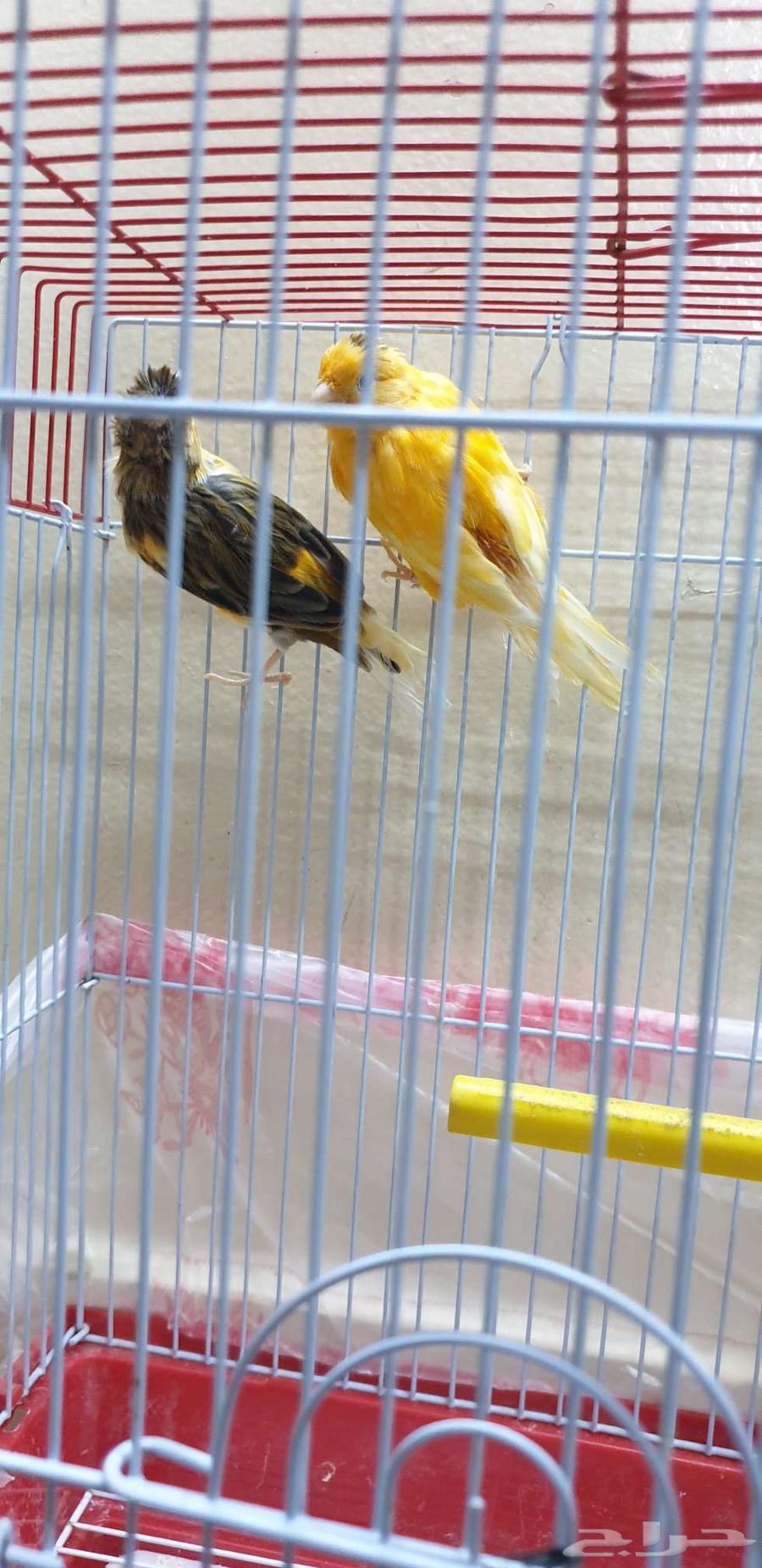 طيور كناري64251106253955114