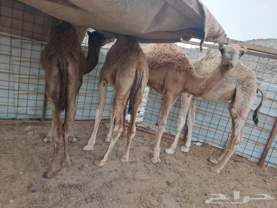 قعدان للبيع64372434399363113