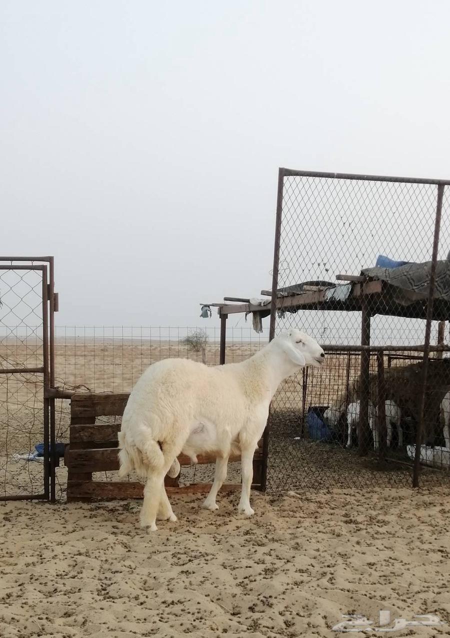 تم البيع64376750546689113