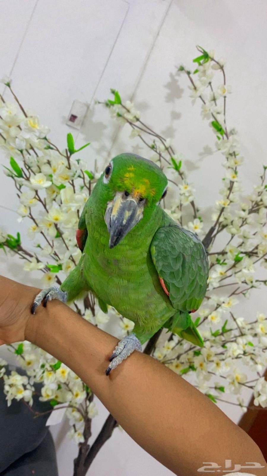 ببغاء امزوني اليف64373846530818111