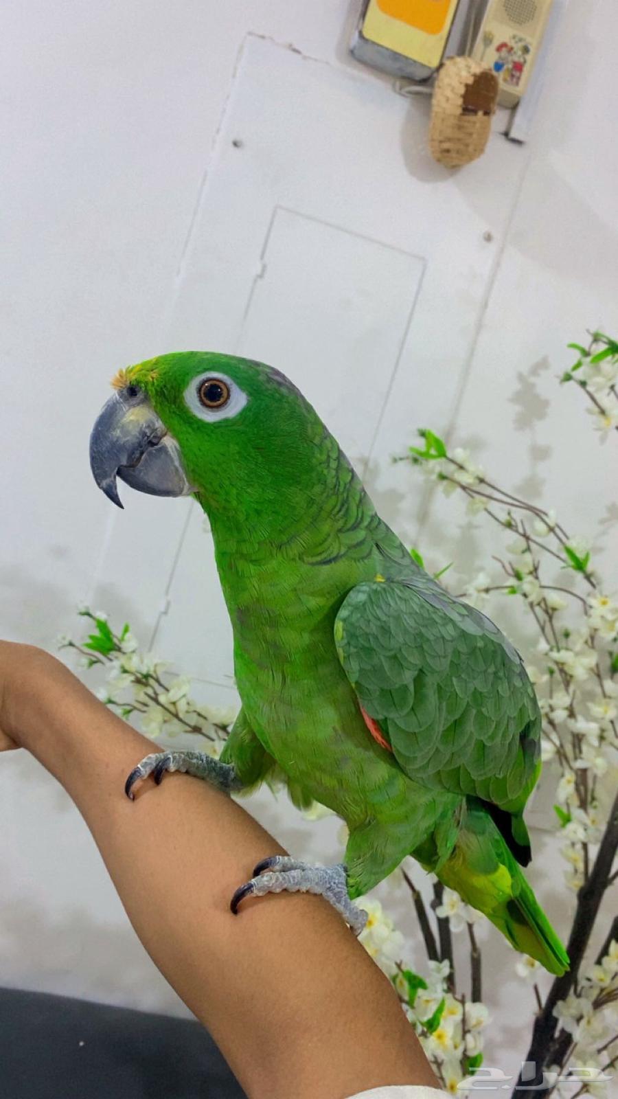 ببغاء امزوني اليف64373846530818112