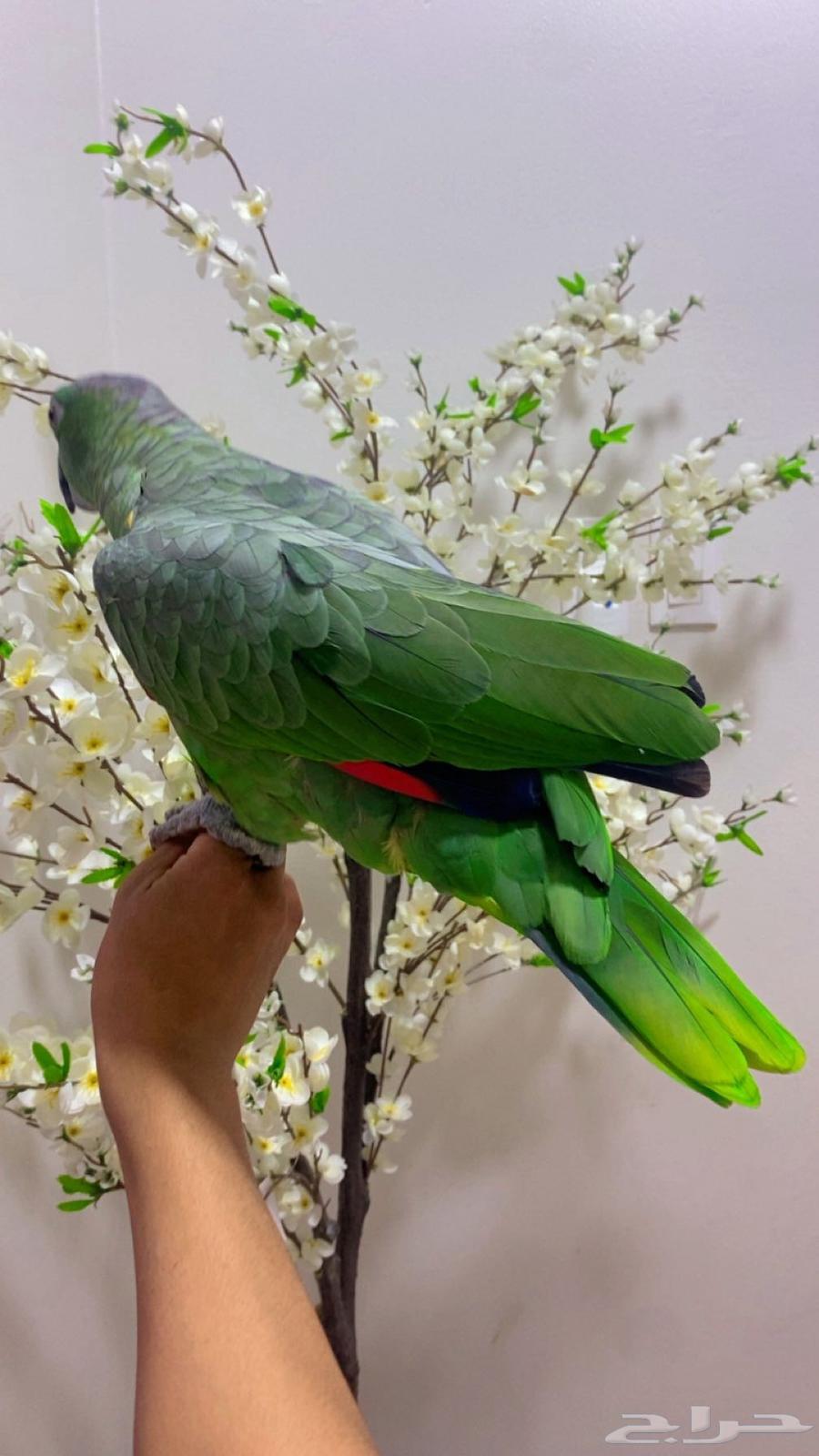 ببغاء امزوني اليف64373846530818113