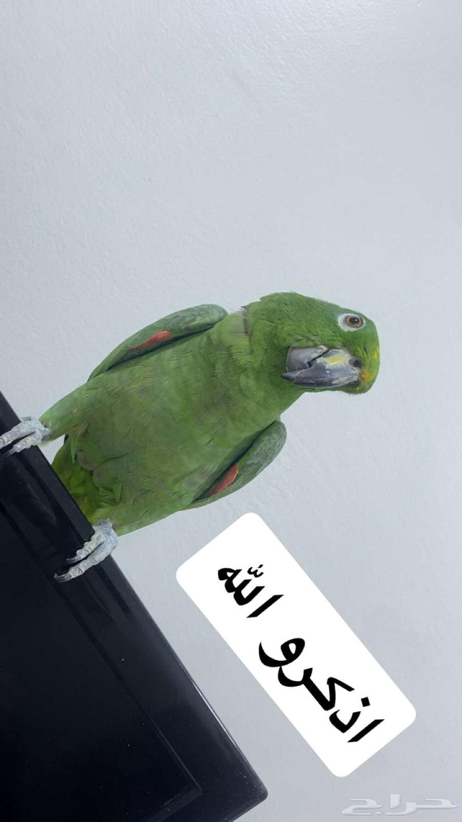 ببغاء امزوني اليف64373846530818114