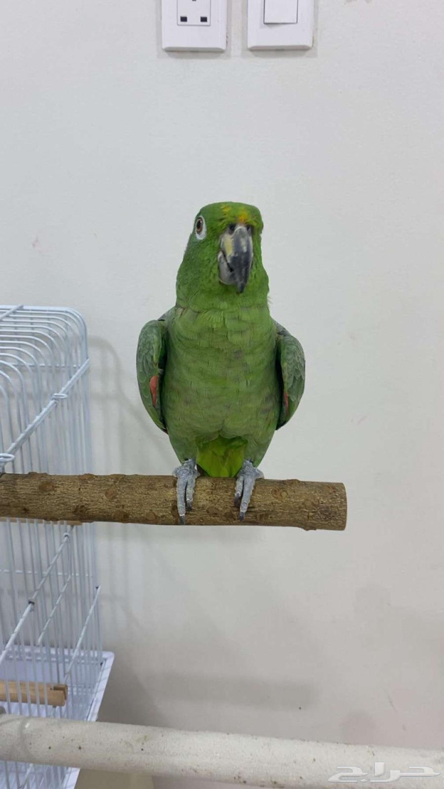 ببغاء امزوني اليف64373846530818110