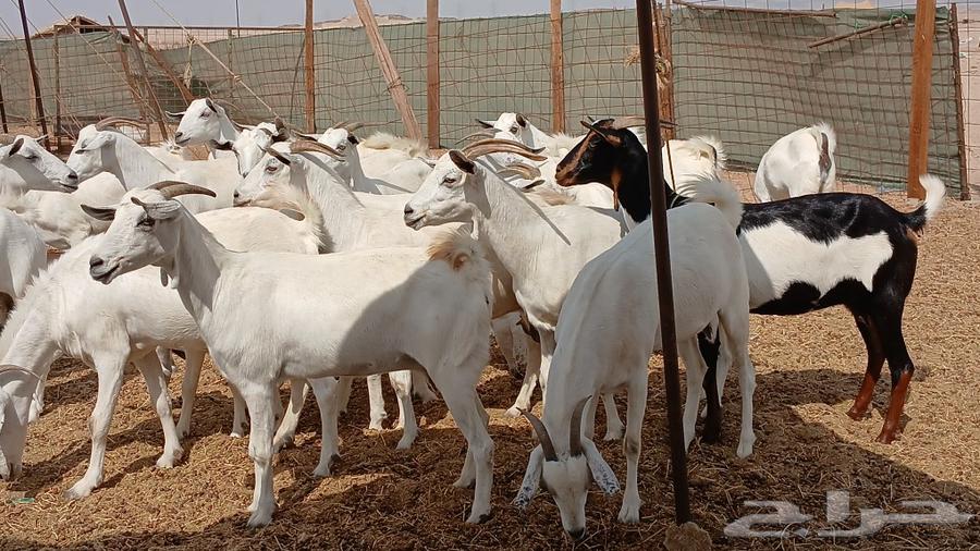 ماعز بيشيه للبيع64366541887489111