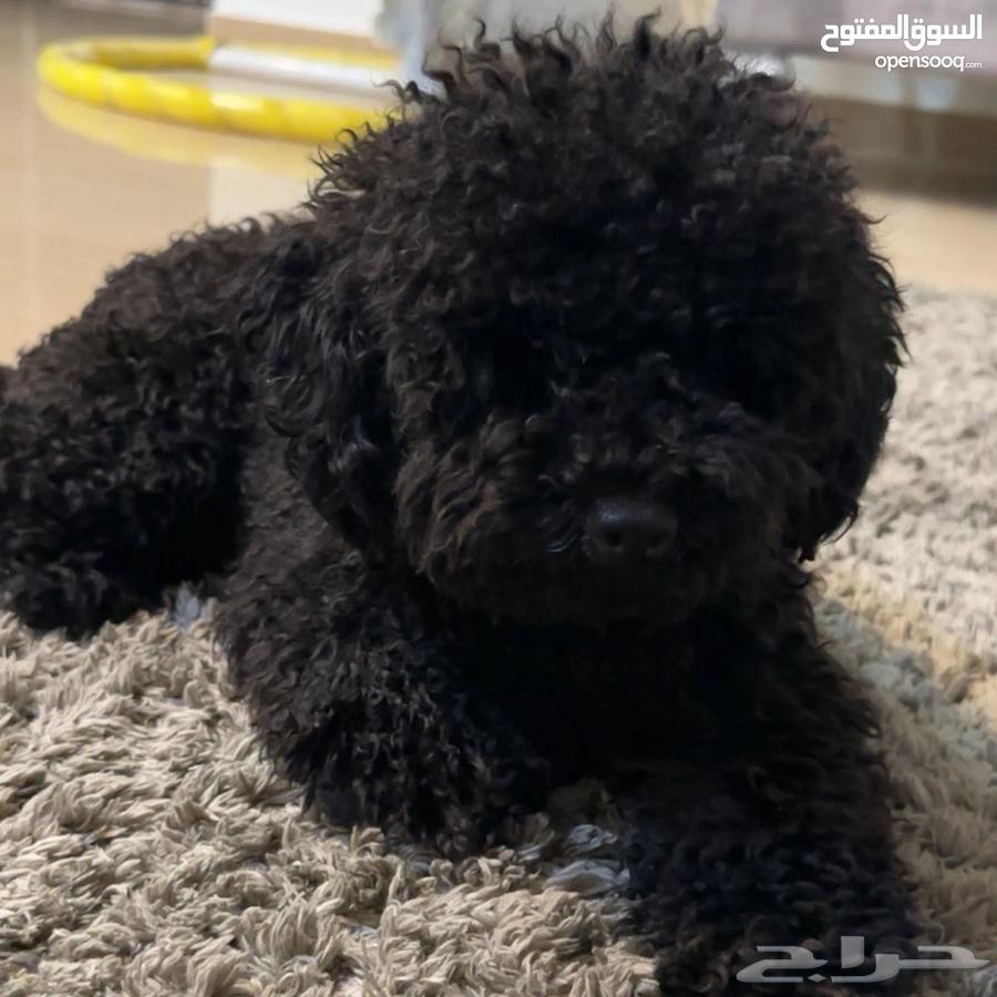 كلب بودل توى بودل64370958041602110