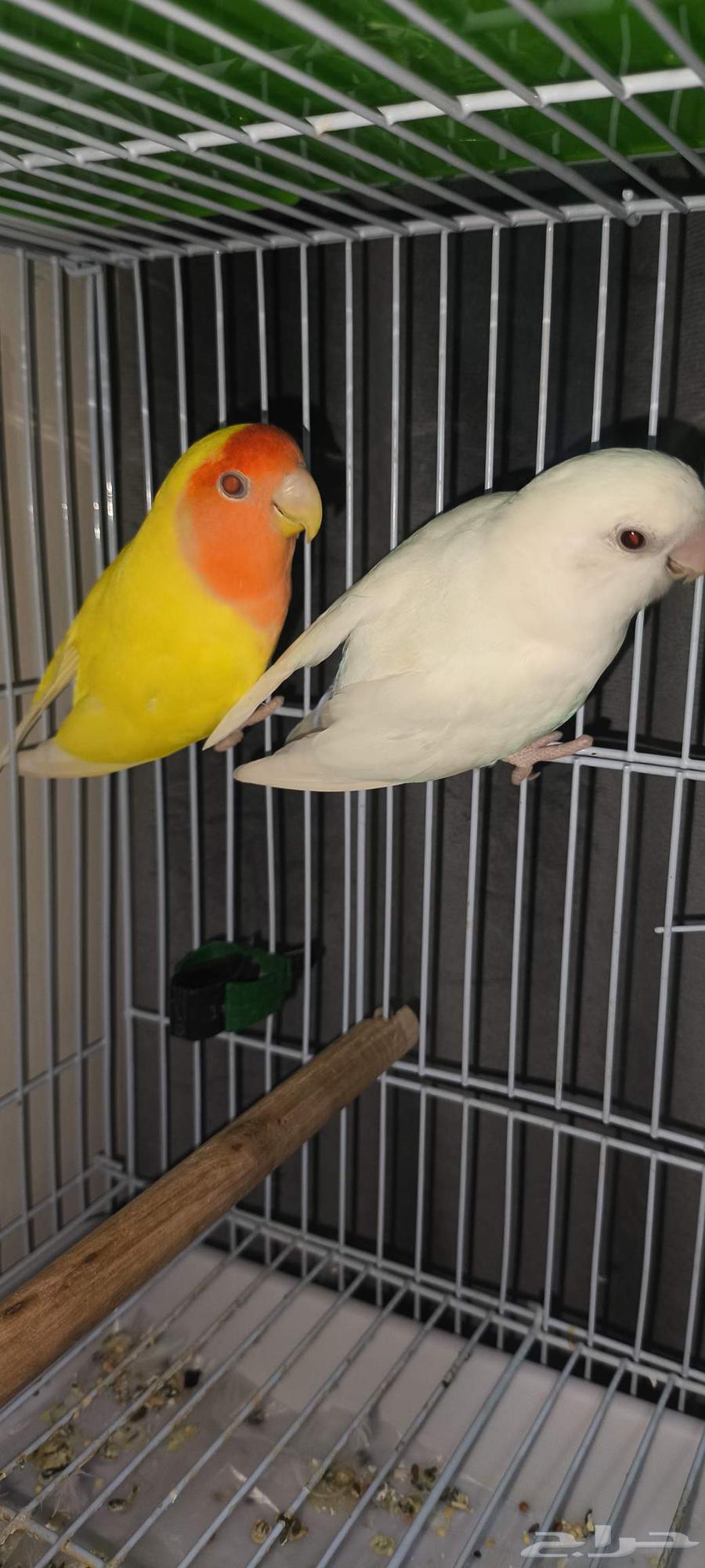 زوج روز منتج للبيع64370827588353112