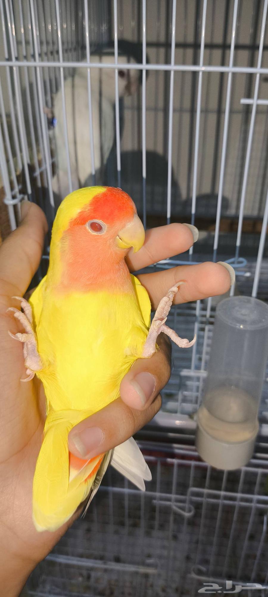 زوج روز منتج للبيع64370827588353113