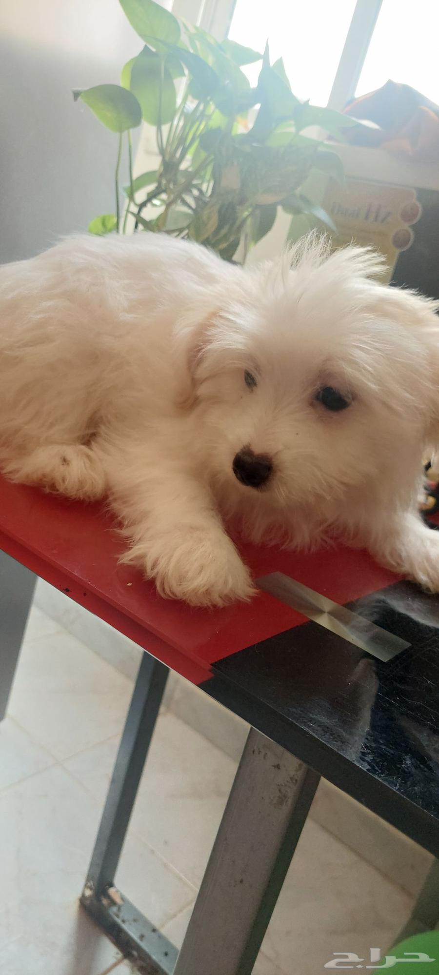 جراوي مالتيز عمر شهرين ونصف64366248873347110