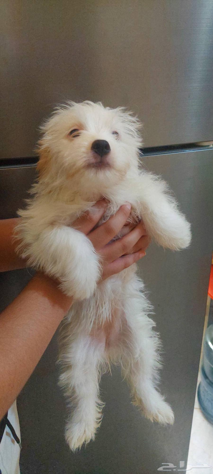 جراوي مالتيز عمر شهرين ونصف64366248873347113